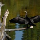 Kormoran und sein Gefieder