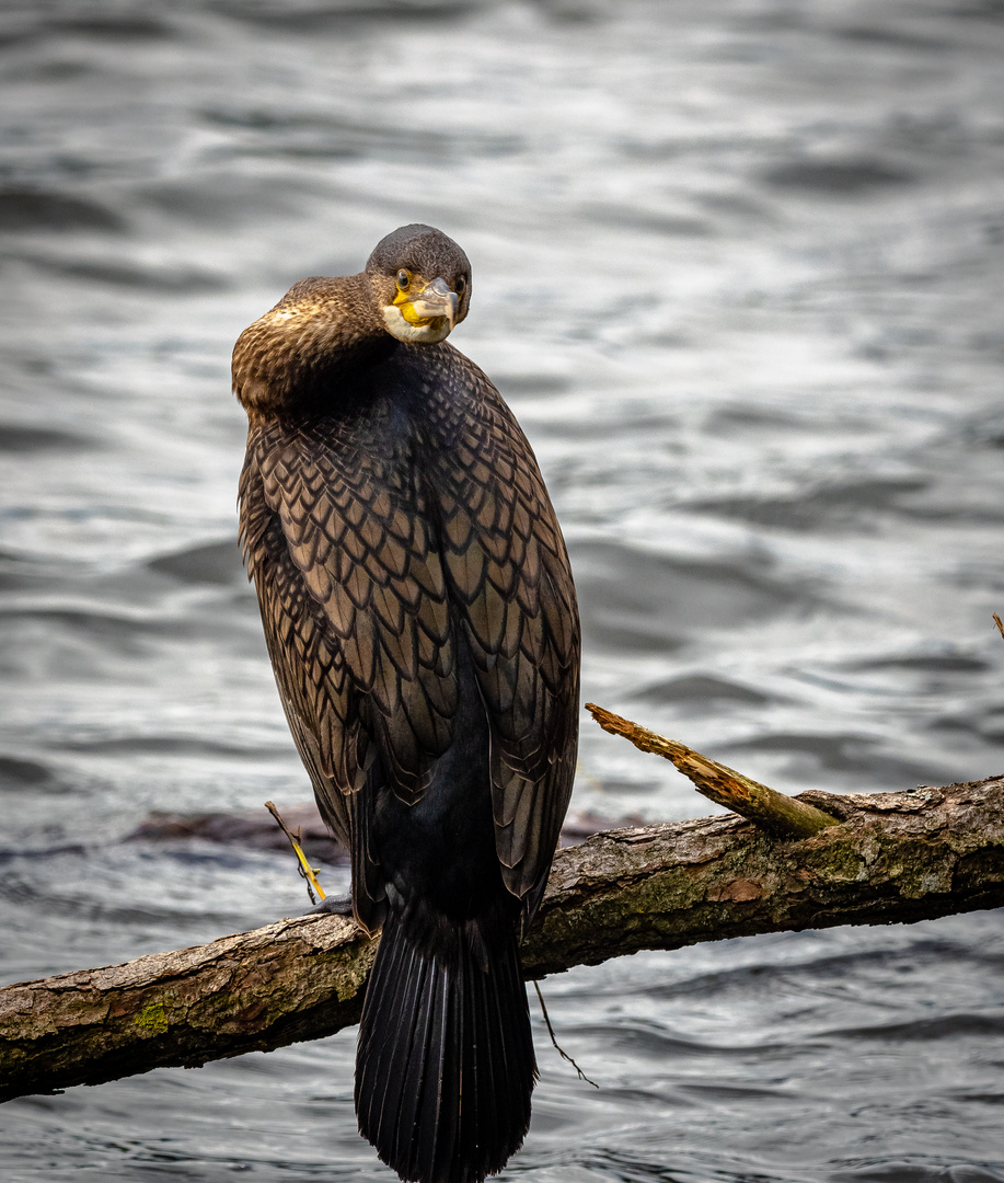 Kormoran und sein Schlagenhals