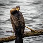 Kormoran und sein Schlagenhals