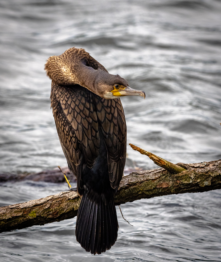 Kormoran und sein Schlagenhals