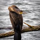 Kormoran und sein Schlagenhals