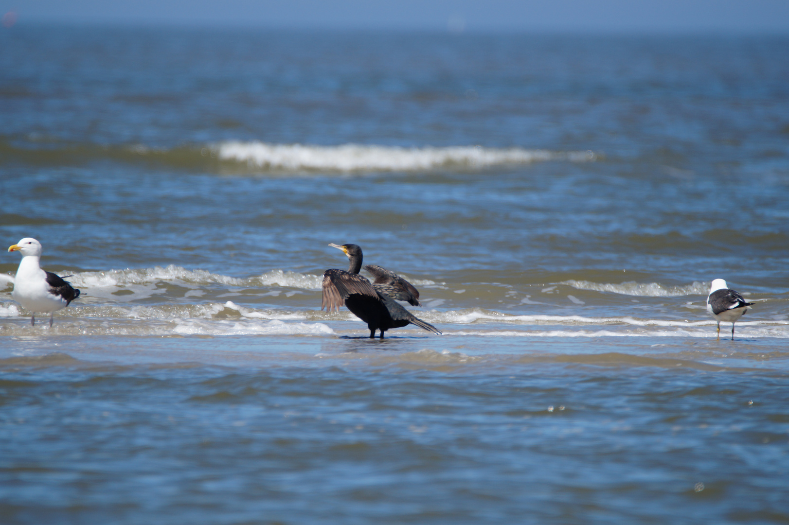 Kormoran und Silbermöwen