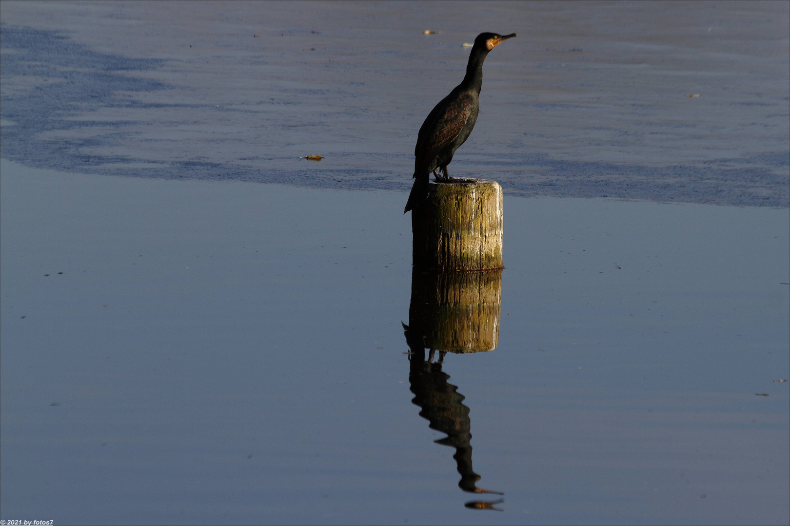 Kormoran und Spiegel