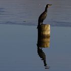 Kormoran und Spiegel