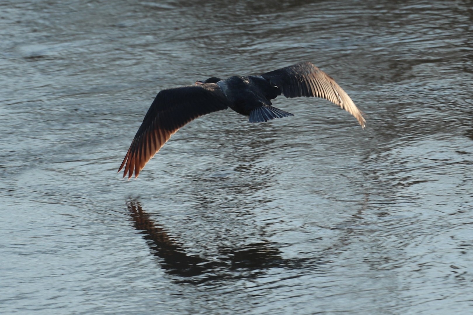 Kormoran und weg ist er