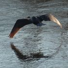 Kormoran und weg ist er