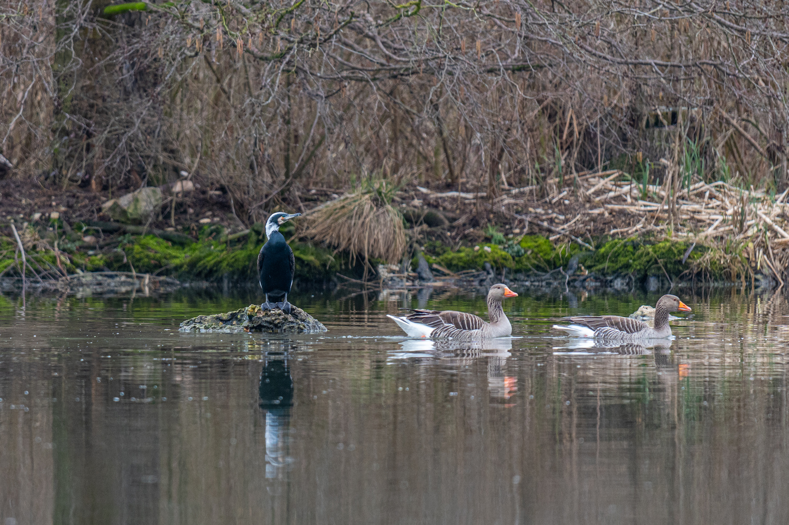 Kormoran und Wildgänse