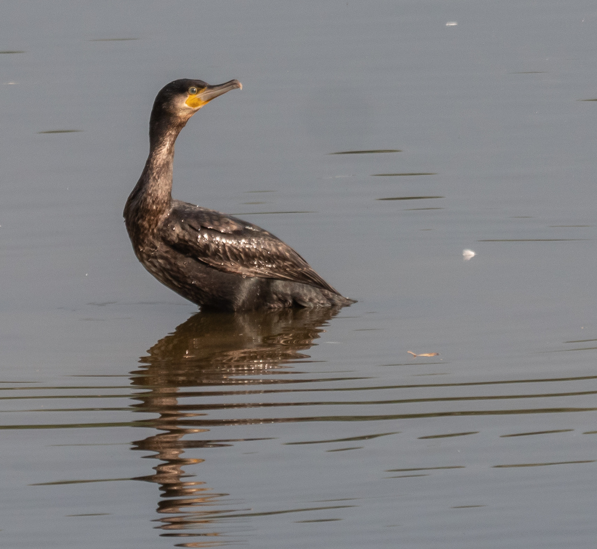 Kormoran  unterwegs