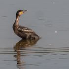 Kormoran  unterwegs