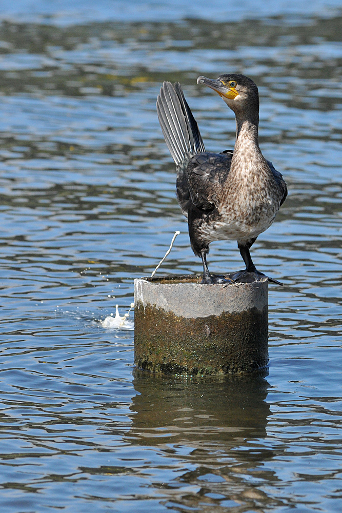 Kormoran – Verdauung