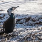 Kormoran verdreht sich den Hals