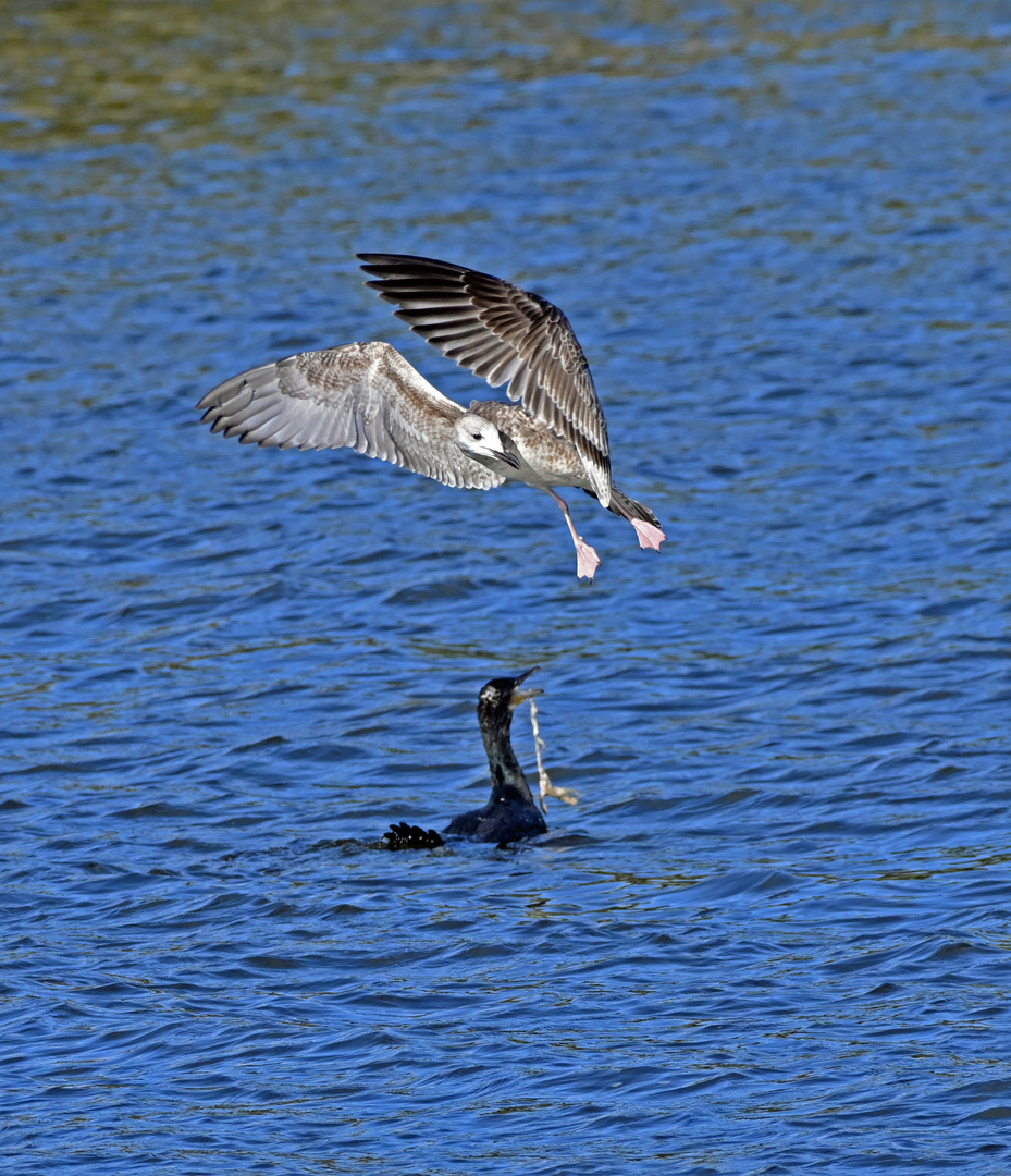 Kormoran verteidigt sein Futter