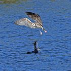 Kormoran verteidigt sein Futter