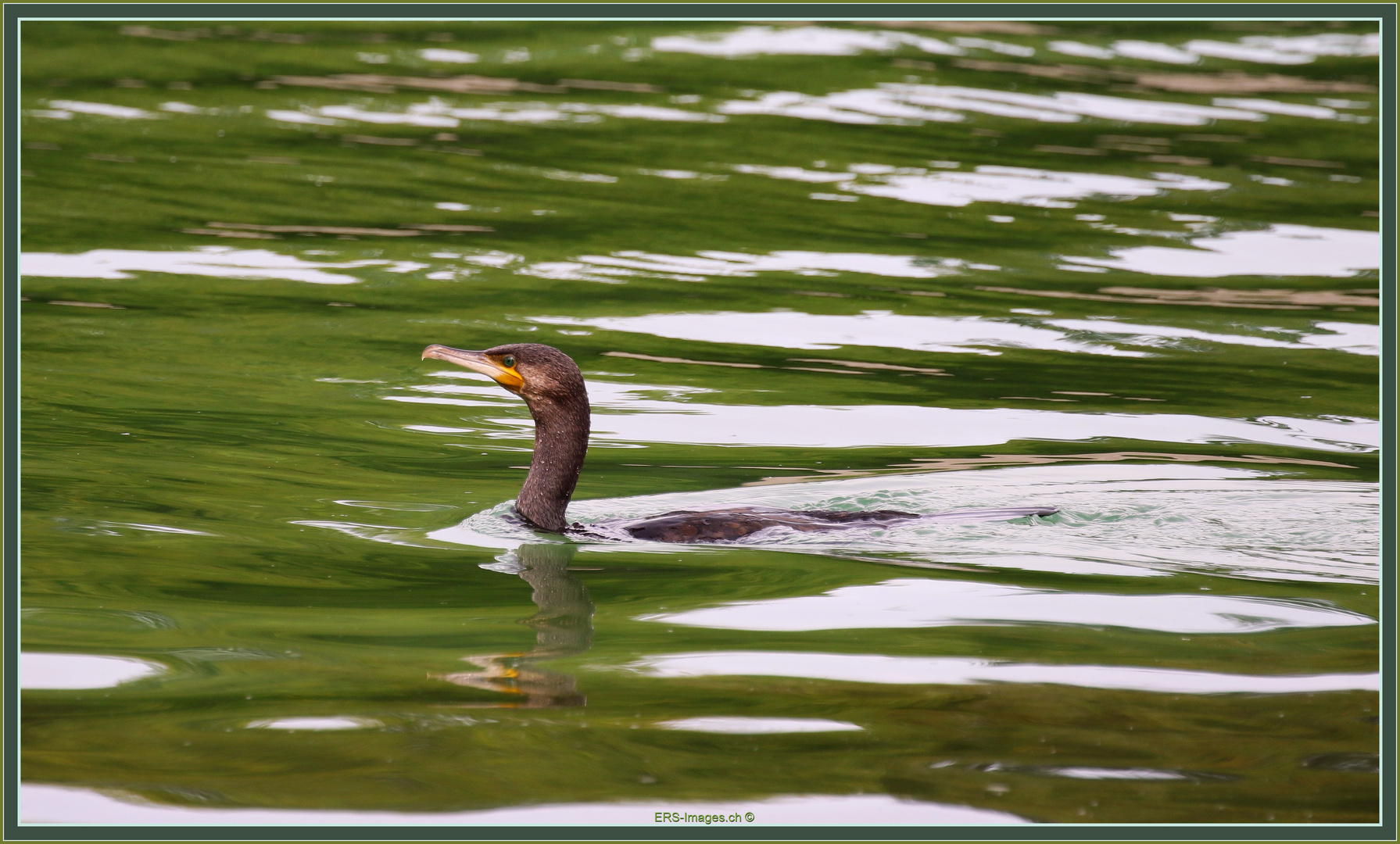 Kormoran Villette-Cham ZG 2022-09-13 019 (6) ©