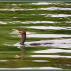 Kormoran Villette-Cham ZG 2022-09-13 019 (6) ©