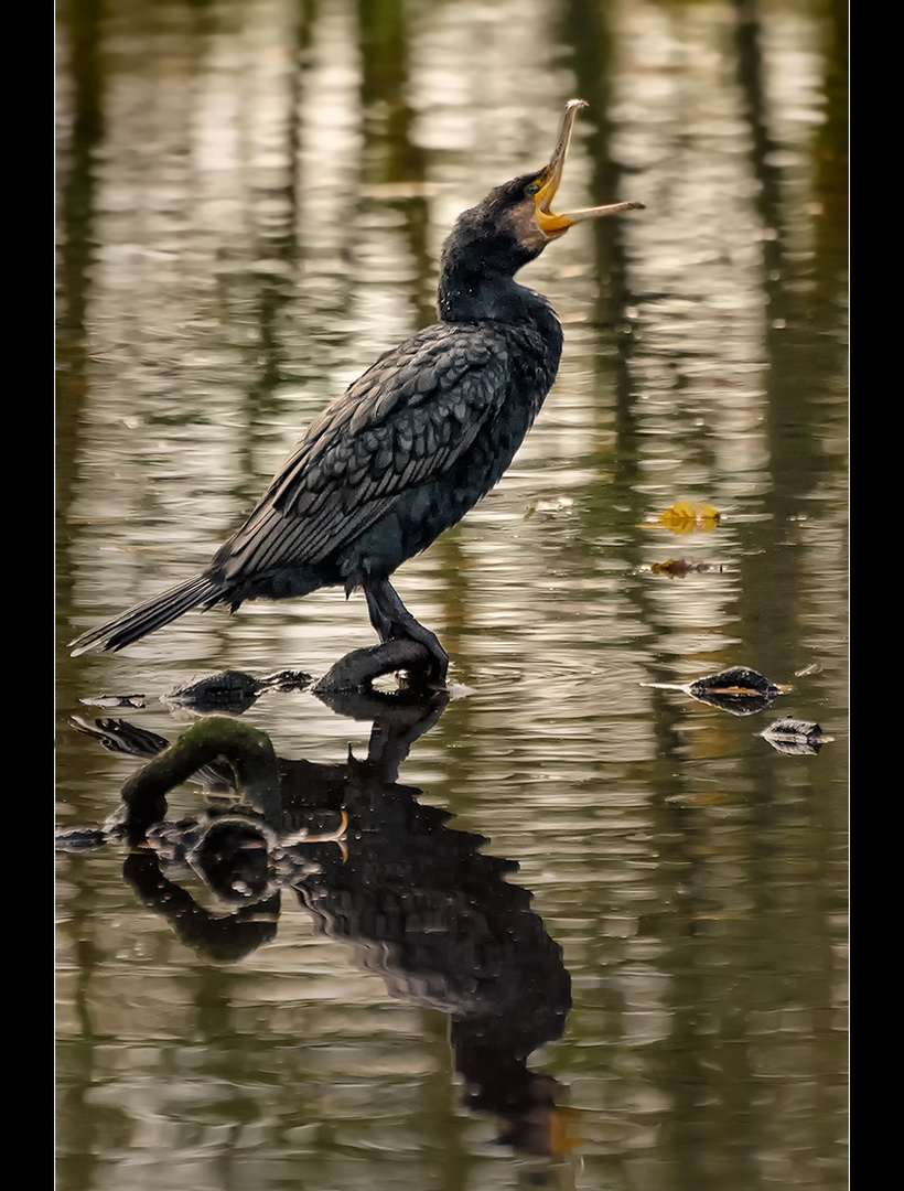 Kormoran - Vogel des Jahres 2010