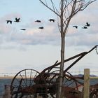 Kormoran Vogelfluglinie