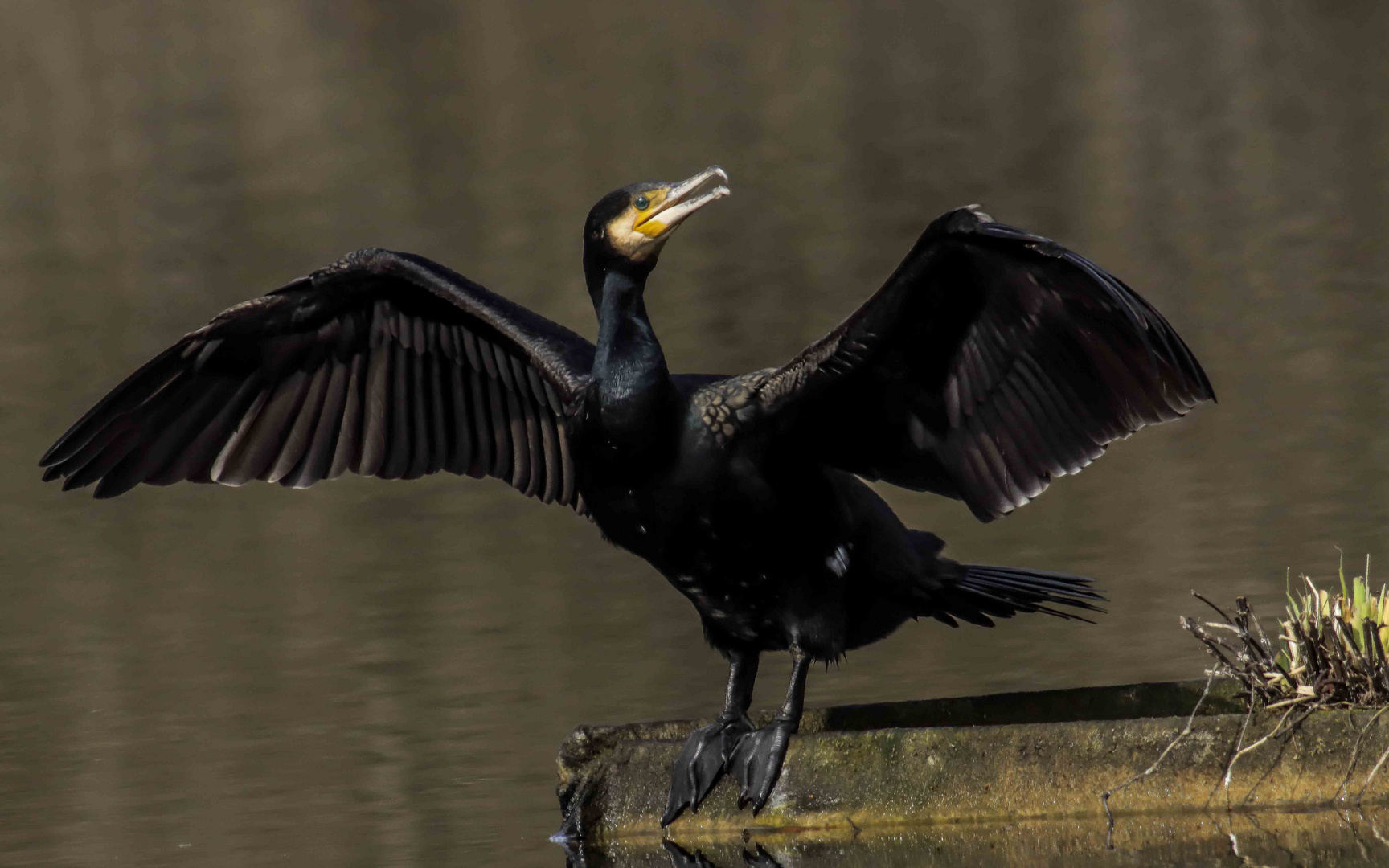 Kormoran von vorn