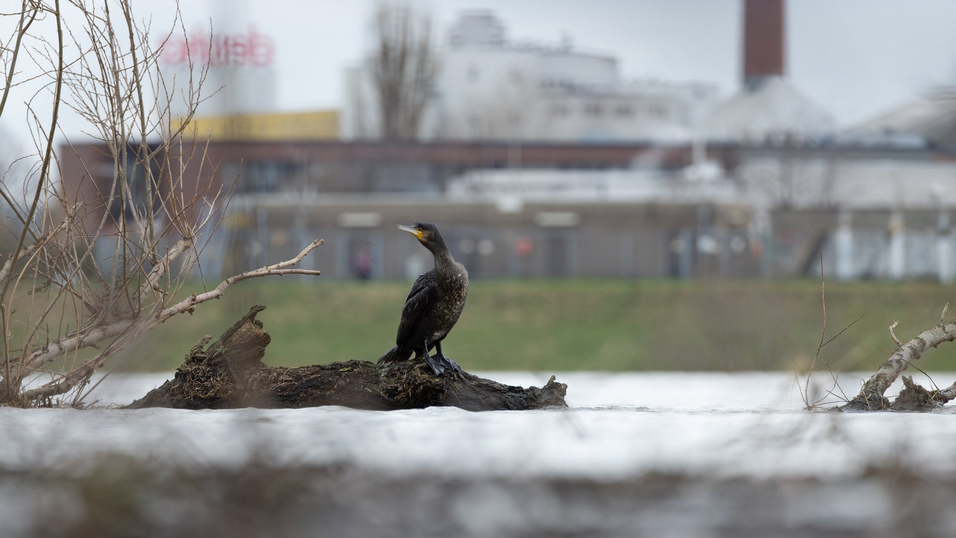 Kormoran vor Hafen