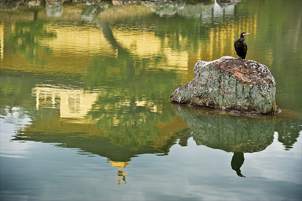 Kormoran vor Kinkakuji-Tempel