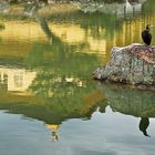 Kormoran vor Kinkakuji-Tempel