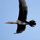 Kormoran "Vorbeiflug"