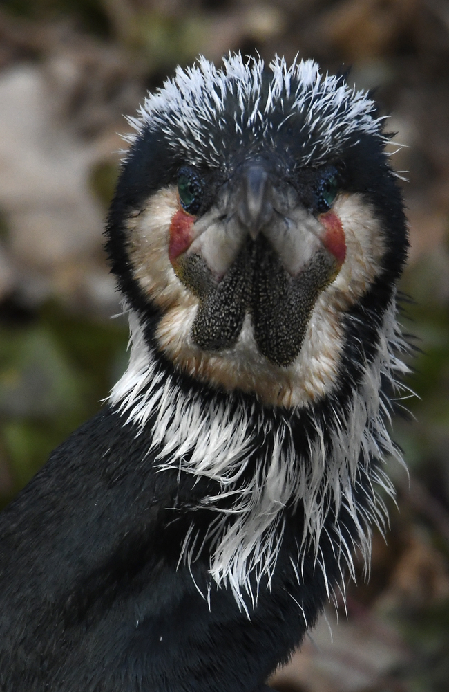  Kormoran Vorderansicht