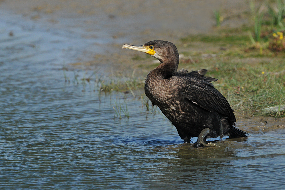 Kormoran – Vorsichtiger Start ins Wasser