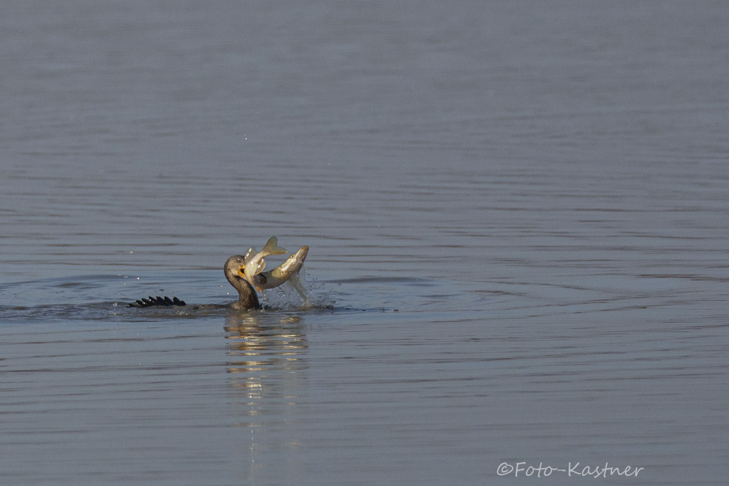 Kormoran vs. Hecht 2