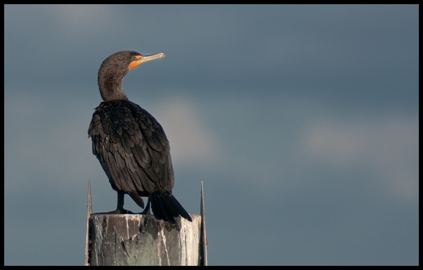 $$ Kormoran waiting for food $$