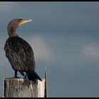 $$ Kormoran waiting for food $$