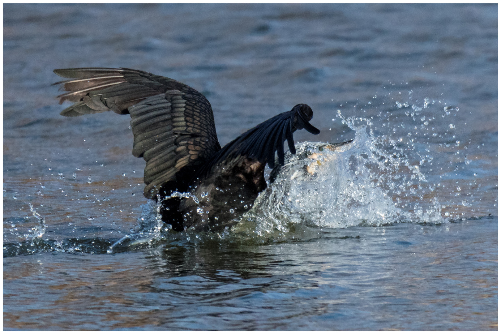 Kormoran Wasserlandung