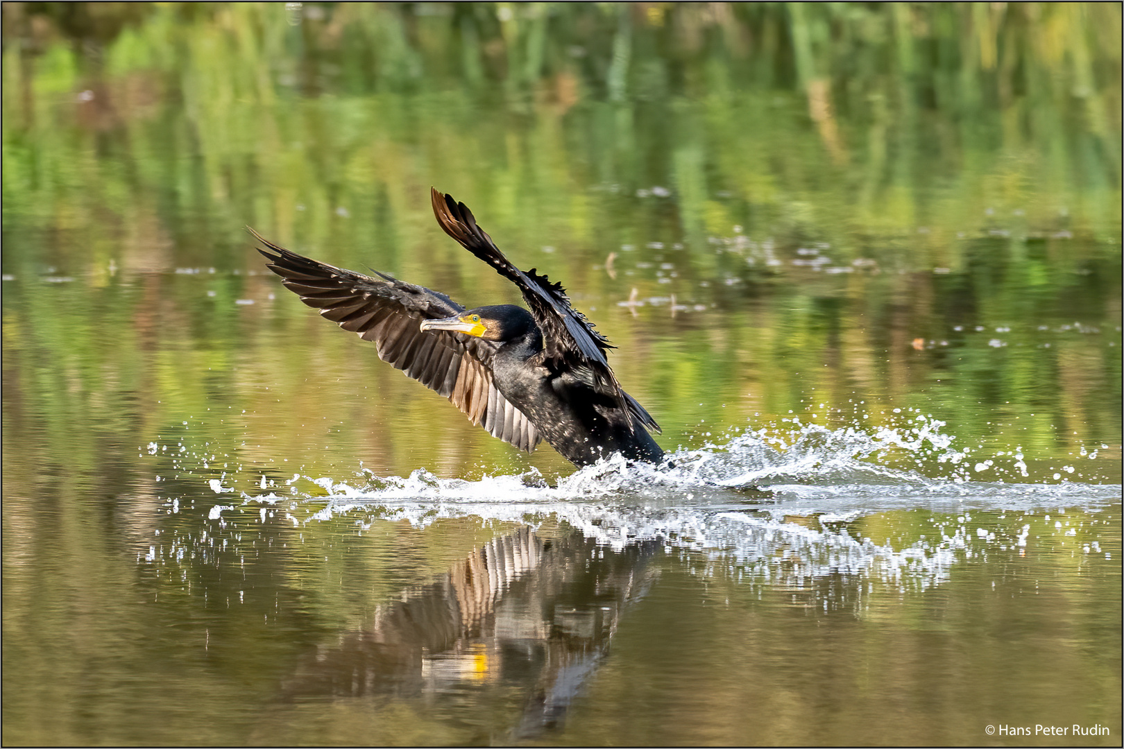 Kormoran – Wasserung