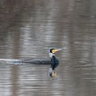 Kormoran wie in flüssigem Silber schwimmend