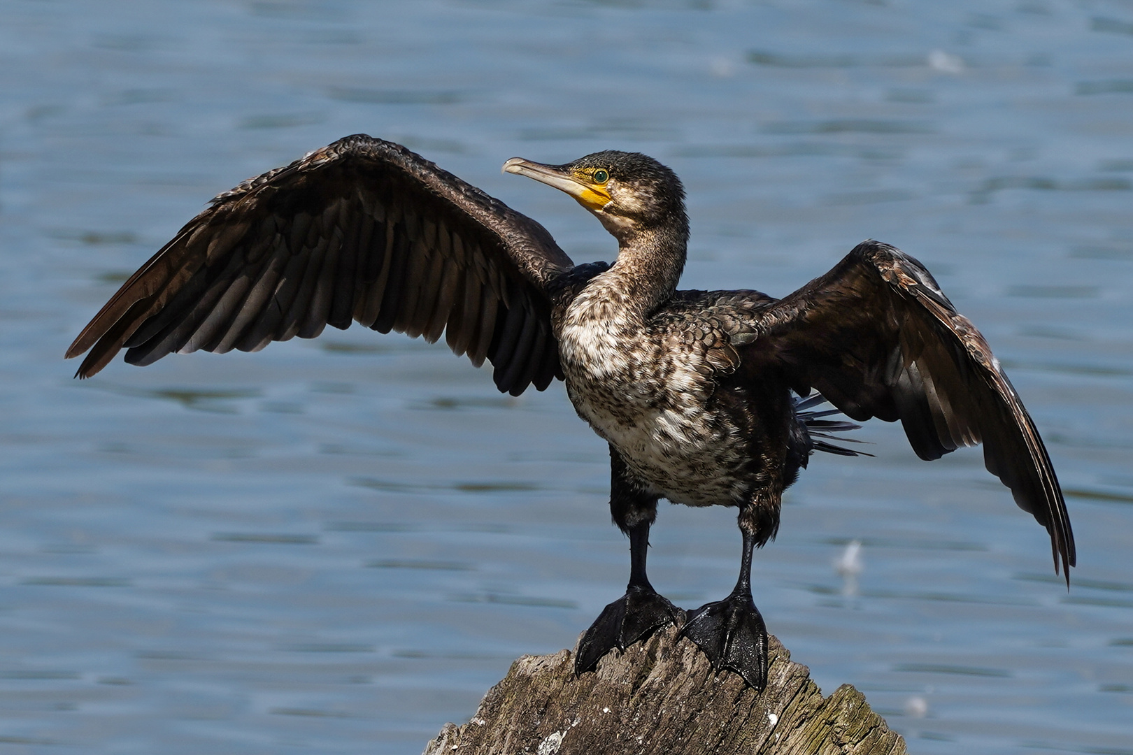 Kormoran Wildlife