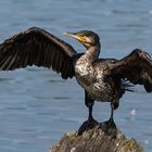 Kormoran Wildlife