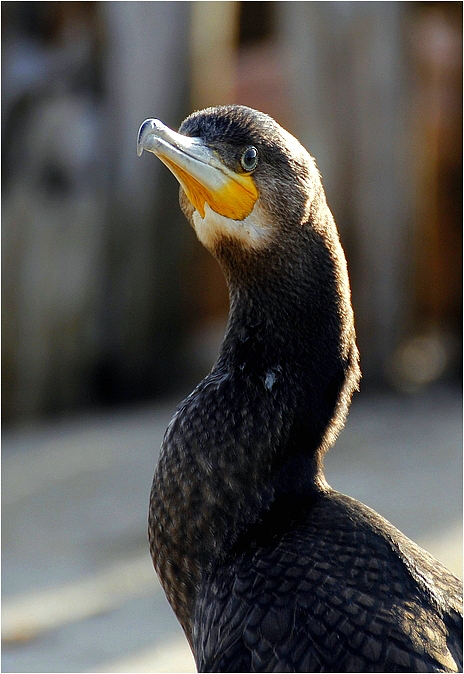 Kormoran, wildlife