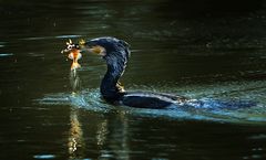 Kormoran-wildlife