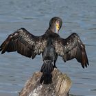 Kormoran Wildlife 