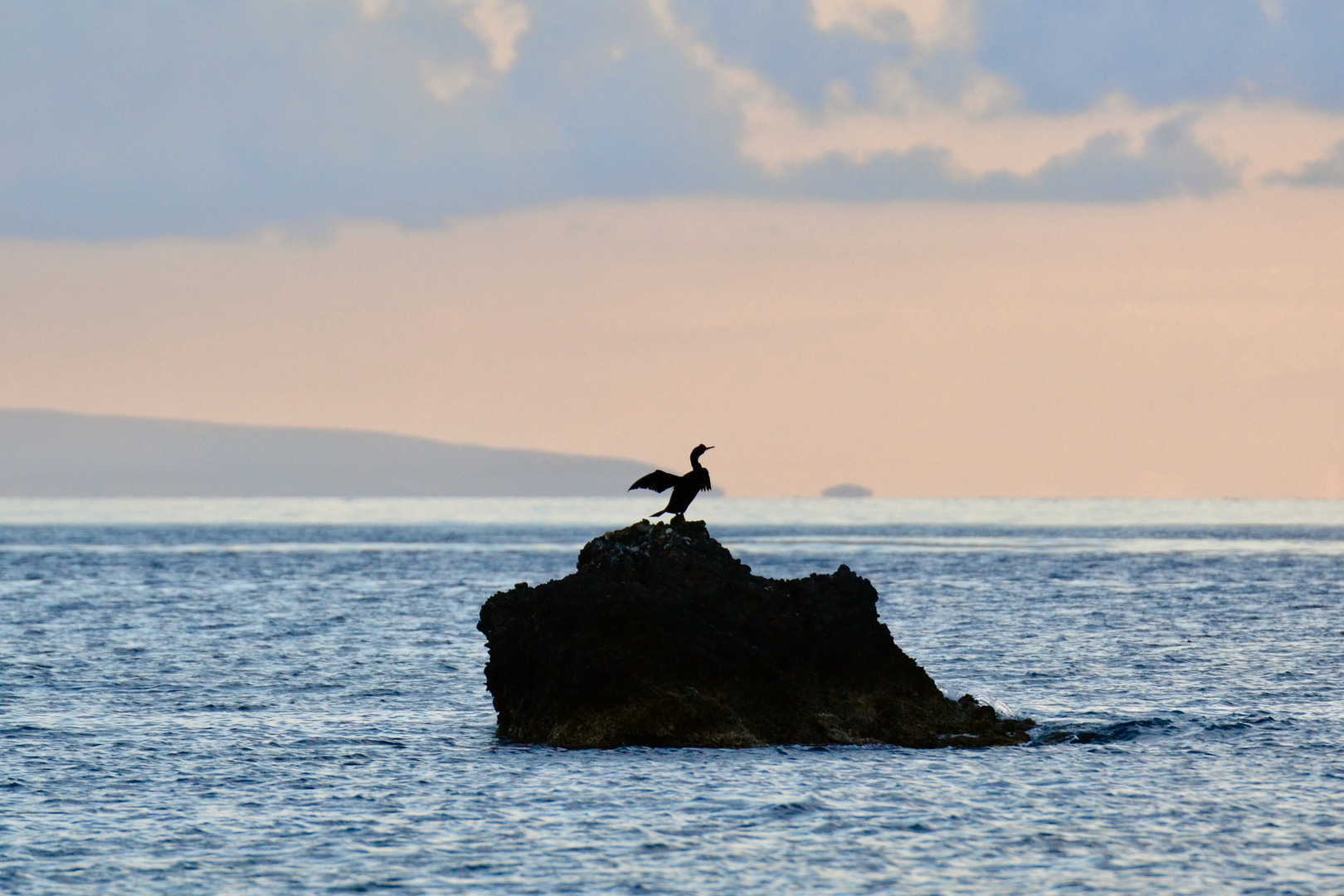 Kormoran zum Sonnenuntergang