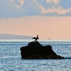 Kormoran zum Sonnenuntergang