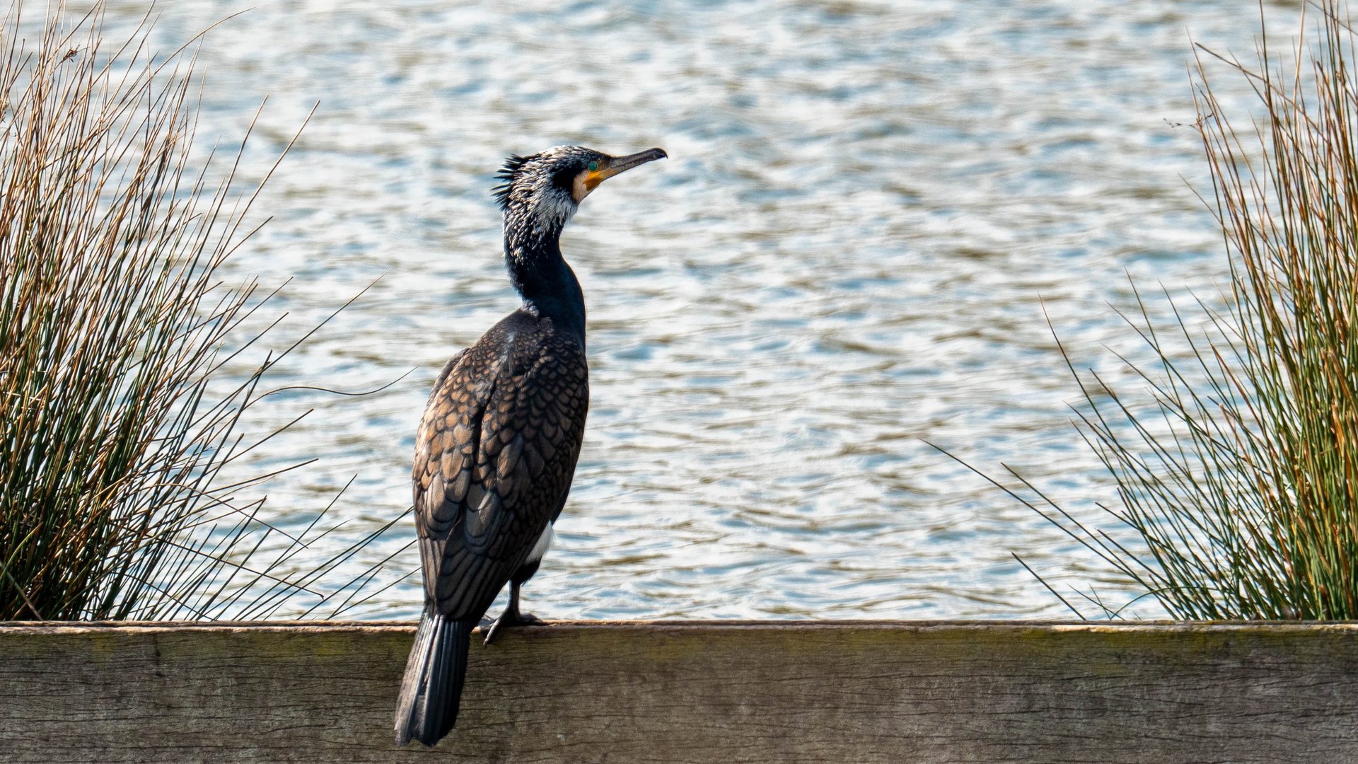 Kormoran zwischen Binsen