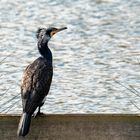 Kormoran zwischen Binsen