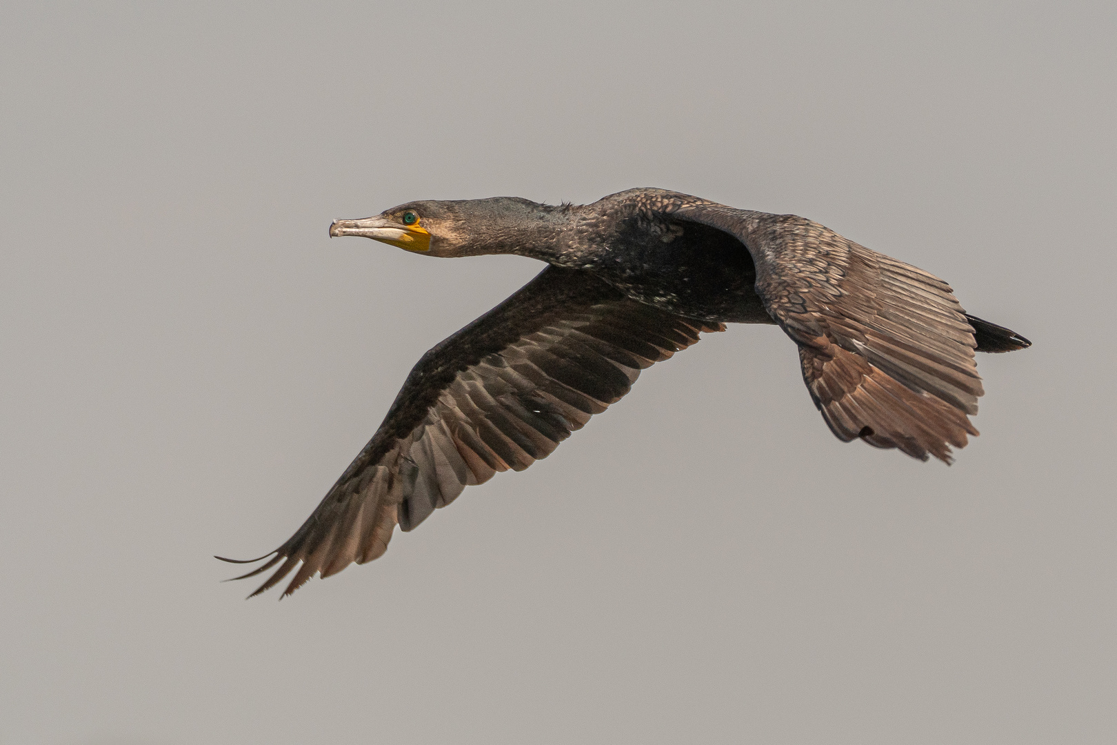 Kormoran_03.06.2020