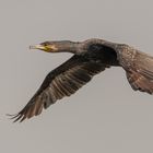 Kormoran_03.06.2020