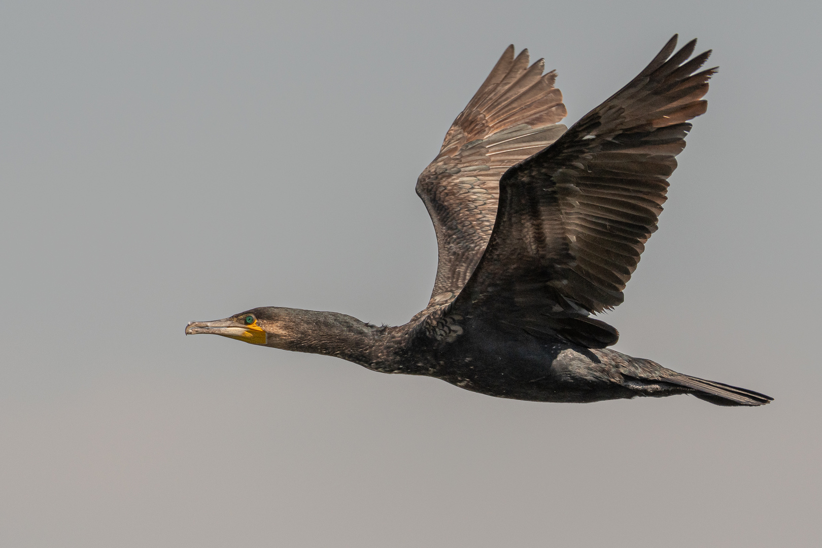 Kormoran_03.06.2020_b