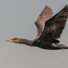 Kormoran_03.06.2020_b