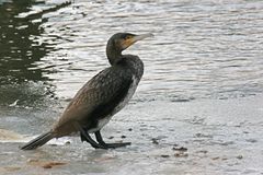 Kormoran1