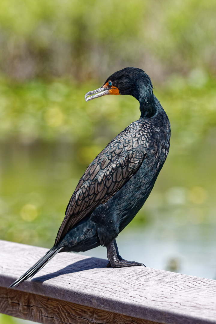 Kormoran_1