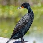 Kormoran_1